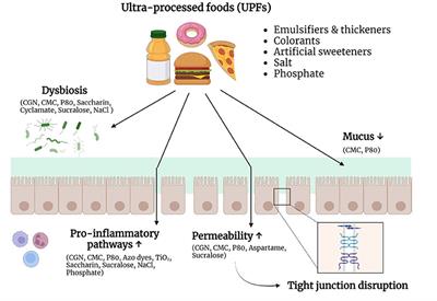 Ultra-processed foods as a possible culprit for the rising prevalence of inflammatory bowel diseases